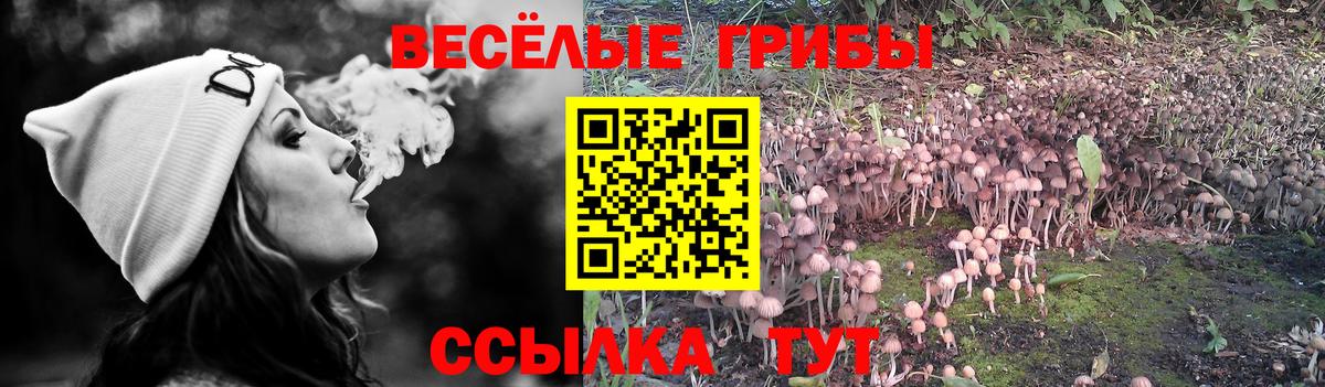 Галлюциногенные грибы прущие грибы Кизилюрт